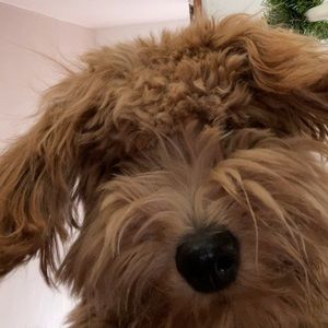 Meet your Posher, Elena